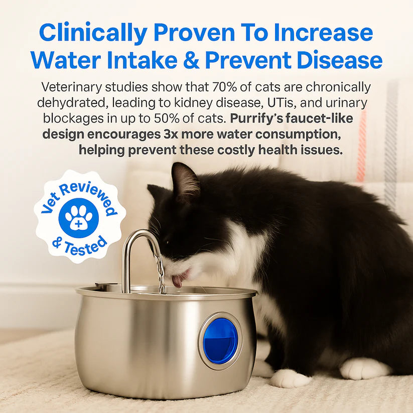 Give Your Cat Years More Healthy Life With Hydrated Pet